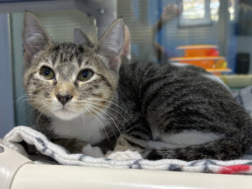 Tomb Raider, an adoptable Domestic Short Hair in Colorado Springs, CO