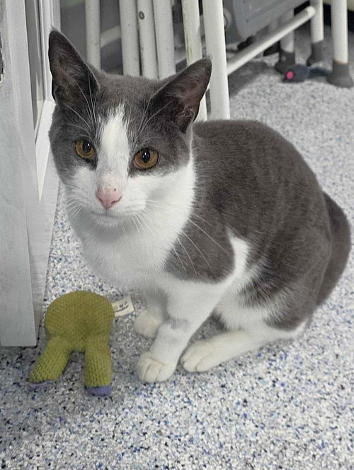 Havoc, an adoptable Domestic Short Hair in Colorado Springs, CO