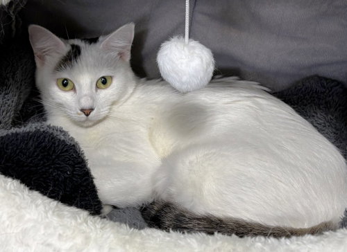 Vaida, an adoptable Domestic Short Hair in Colorado Springs, CO