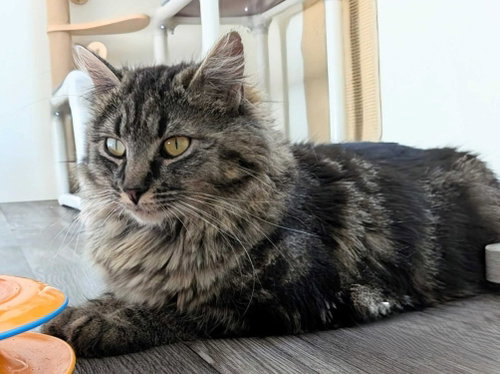 Bellflower, an adoptable Domestic Medium Hair in Colorado Springs, CO