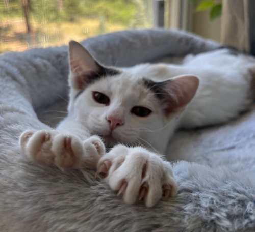 New Star, an adoptable Domestic Short Hair in Colorado Springs, CO