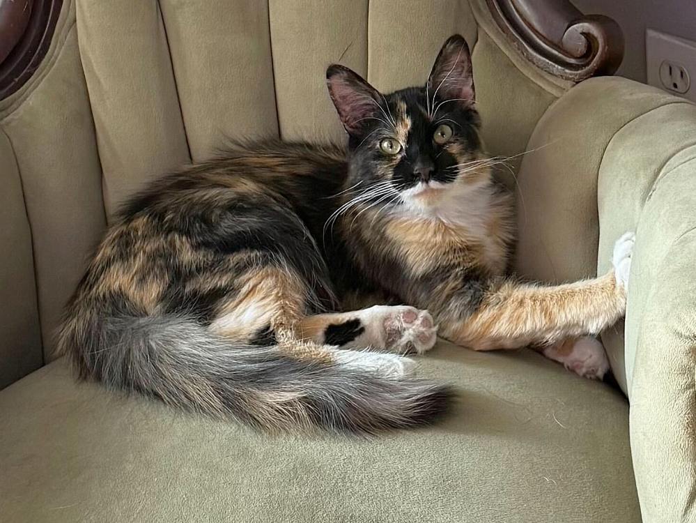 Lady Himi, Domestic Medium Hair