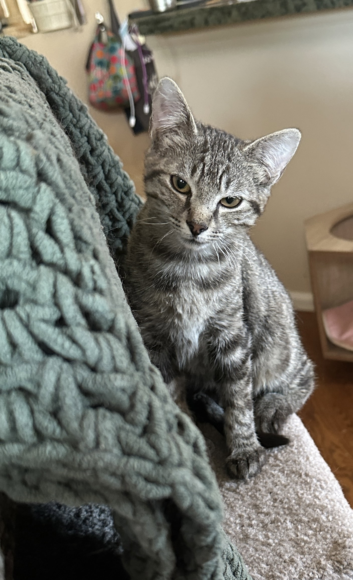 Wendigo, Domestic Short Hair