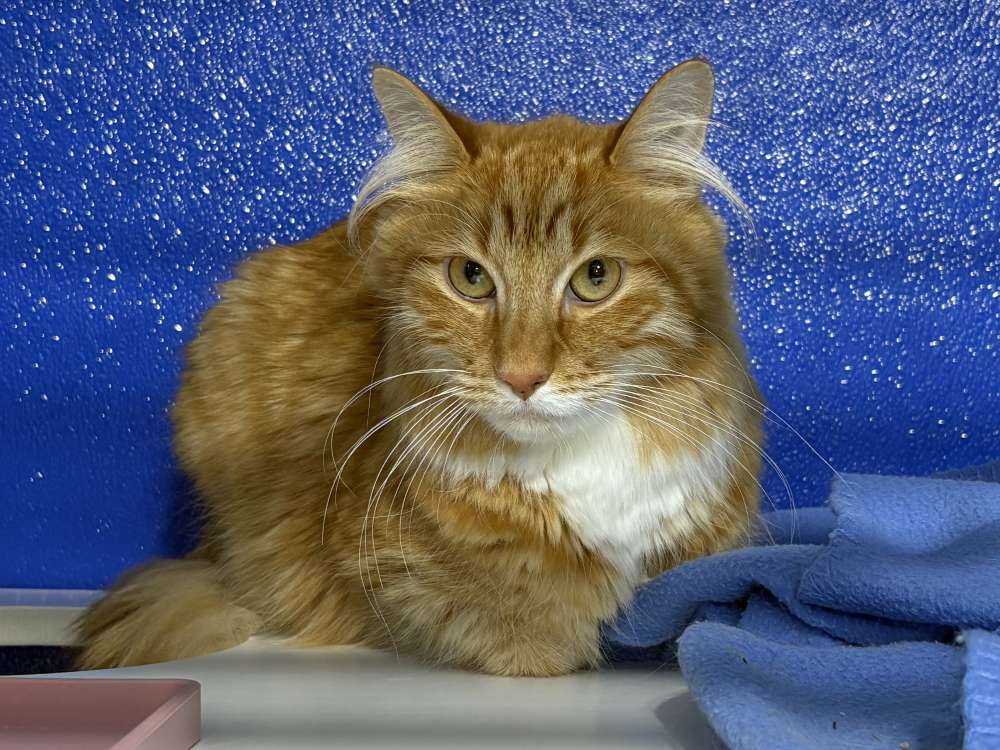 Ozzy, Domestic Medium Hair