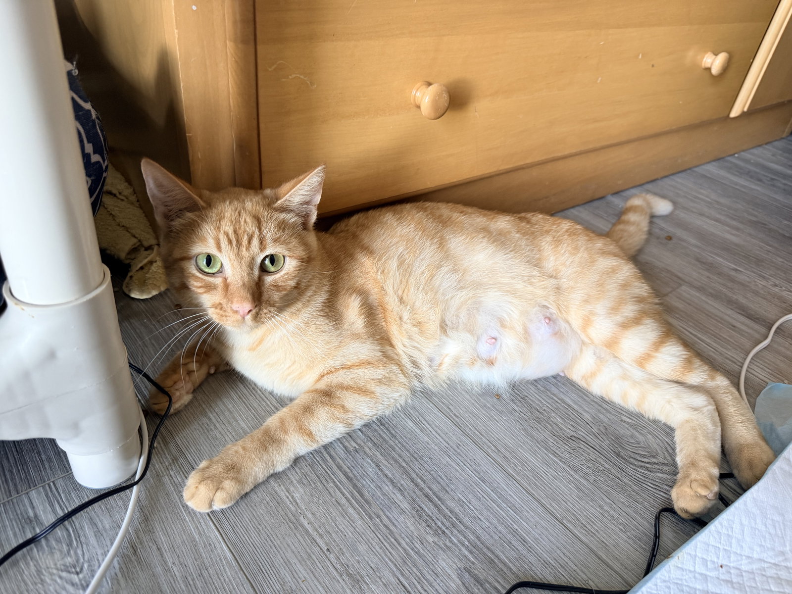 Minchi, Domestic Short Hair