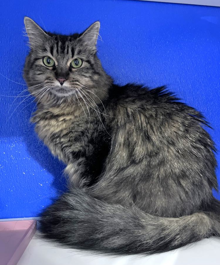 Rosa, Domestic Medium Hair