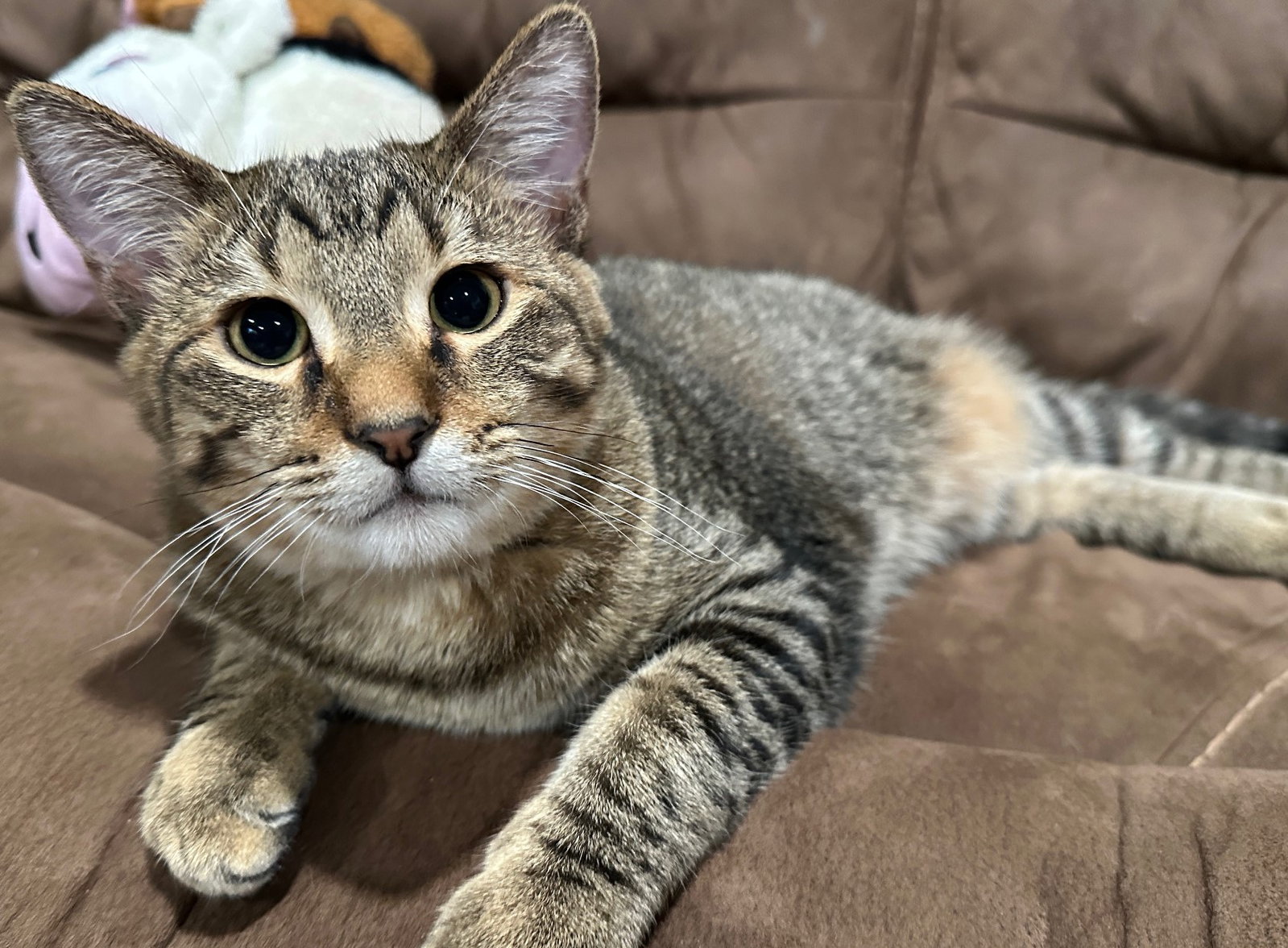 Vander, Domestic Short Hair