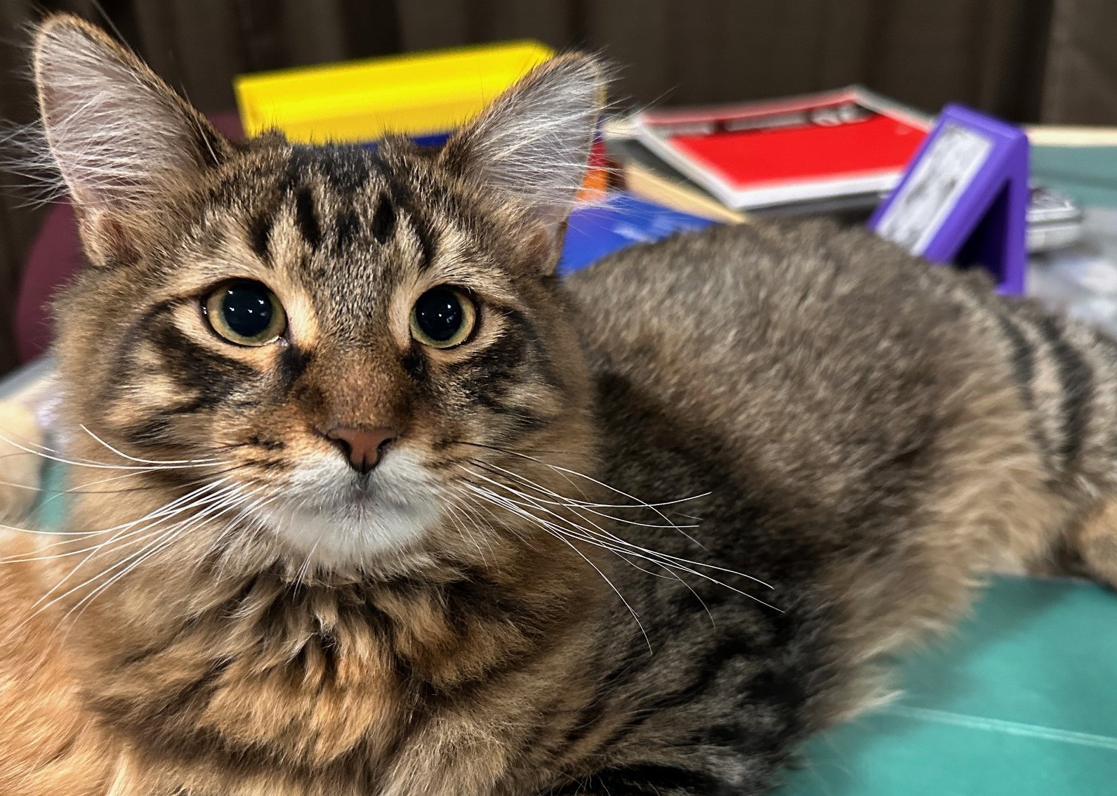 Vibe, Domestic Medium Hair