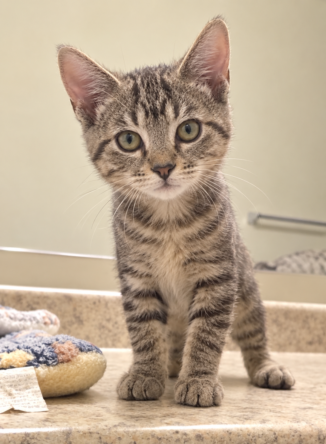 Waking Violet, Domestic Short Hair