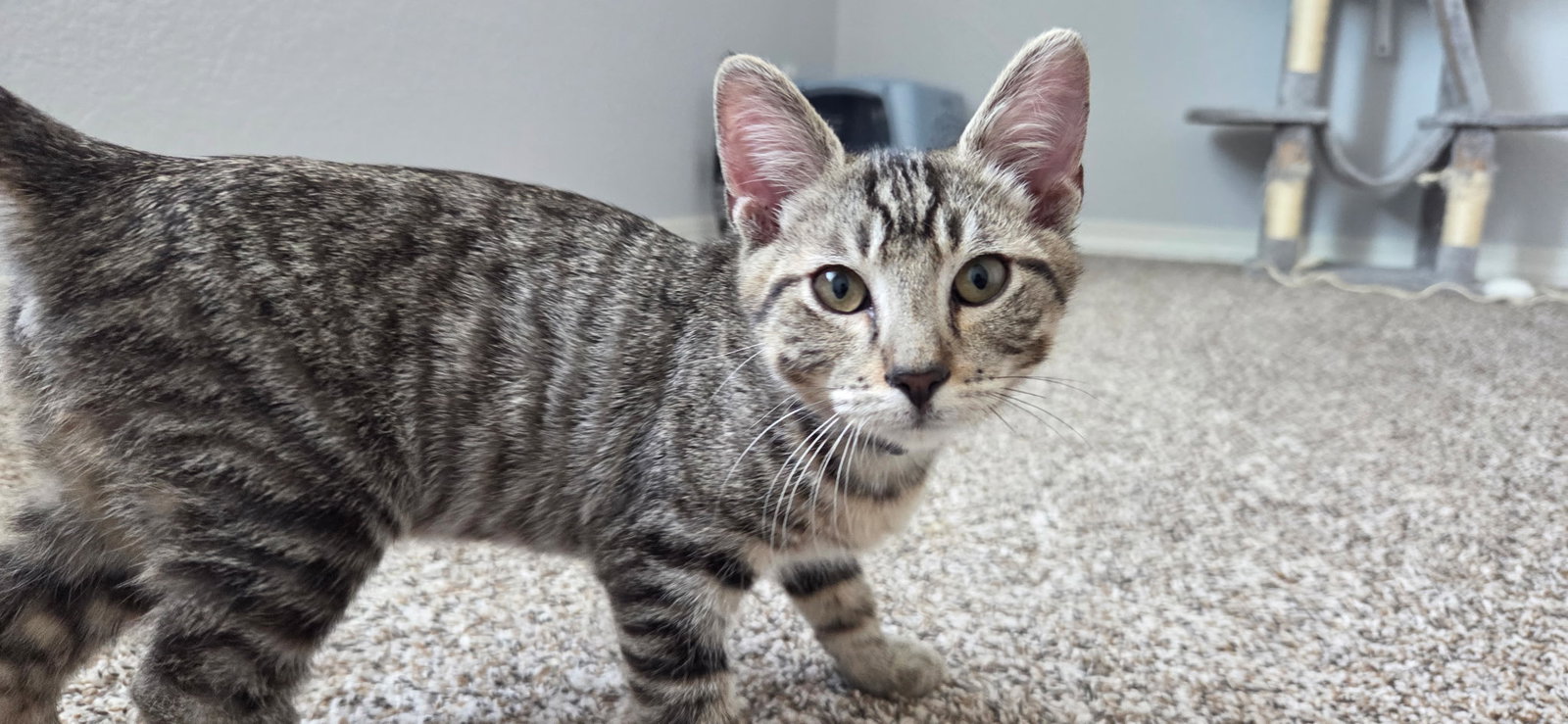 Wanderlust, Domestic Short Hair