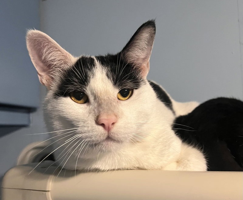 Brave Bird, an adult male cat up for adoption