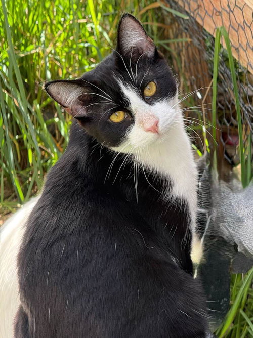 Bakey, a young male cat up for adoption