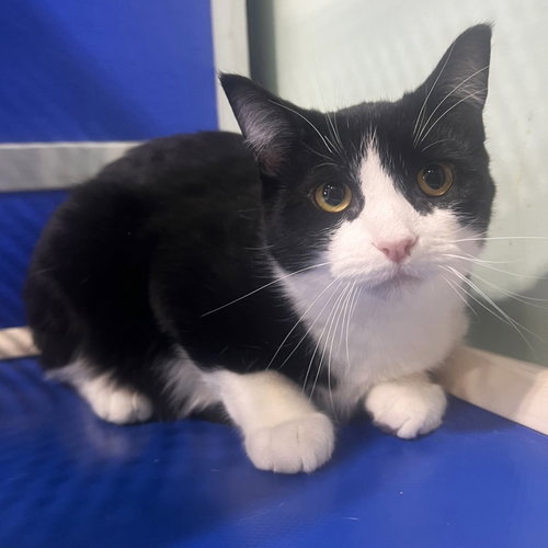 Bushwack, a young male cat up for adoption