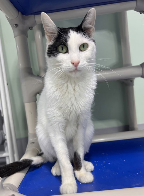 Roose, an adult male cat up for adoption