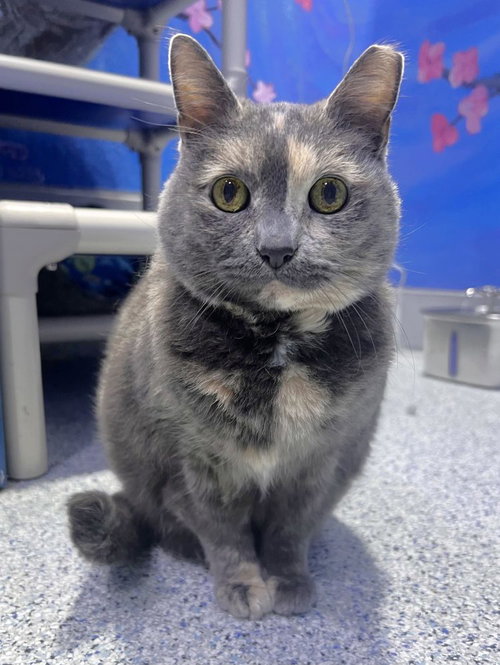Troia, a senior female cat up for adoption