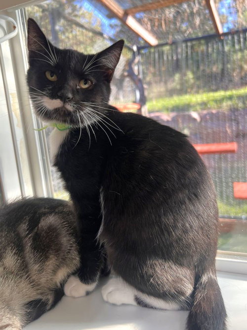 Voidspace, a female kitten up for adoption
