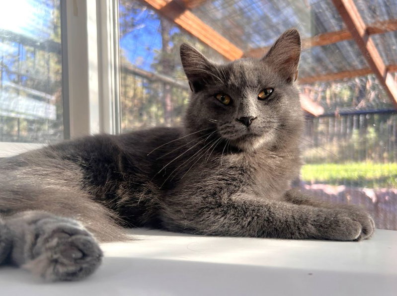 Vempire, a male kitten up for adoption