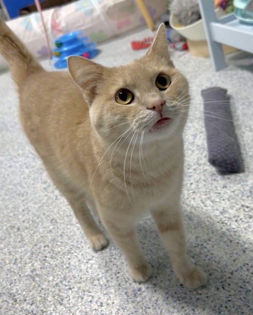 Wartile, an adult male cat up for adoption