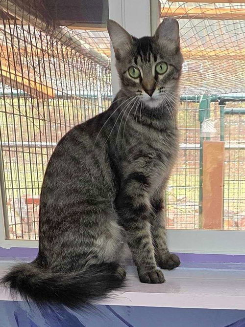 Yan Yan, a young female cat up for adoption