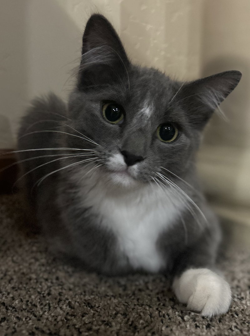 Meteor Beam, a male kitten up for adoption