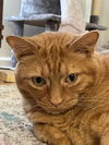 adoptable Cat in Candler, NC named zz S