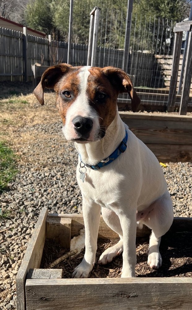 adoptable Dog in Candler, NC named Jack O'Lantern