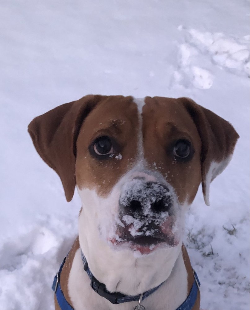 adoptable Dog in Candler, NC named Skye