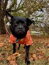 adoptable Dog in candler, NC named Link