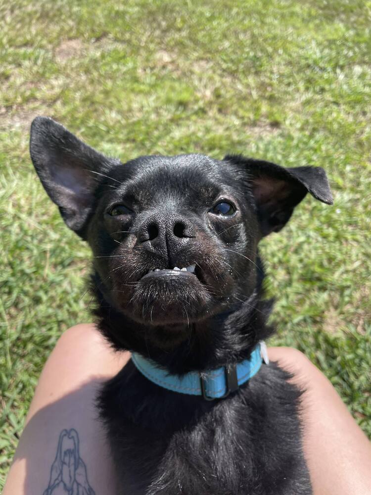 adoptable Dog in Candler, NC named Link