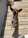adoptable Dog in , NC named Dennis