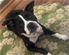 adoptable Dog in , NC named Dottie