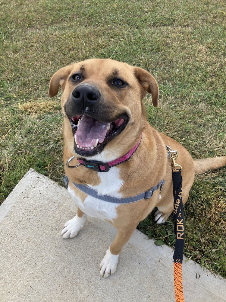 adoptable Dog in Candler, NC named Dallas