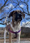 adoptable Dog in candler, NC named Mullein