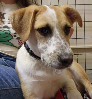 adoptable Dog in Candler, NC named Murphy