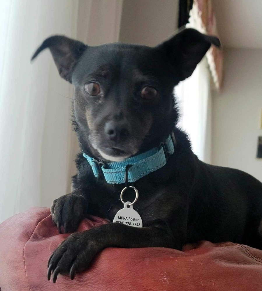 adoptable Dog in Candler, NC named Mae Mae