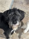 adoptable Dog in candler, NC named Whimsey