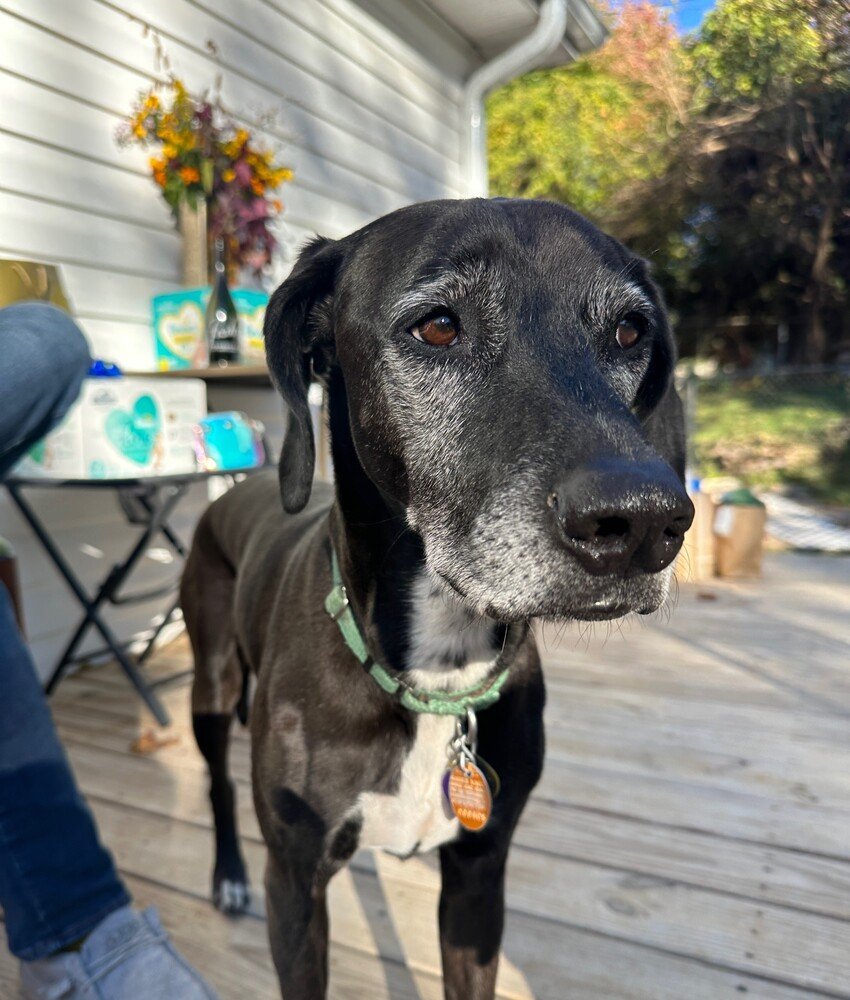 adoptable Dog in Candler, NC named Luna