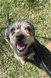 adoptable Dog in candler, NC named Forty