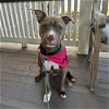 adoptable Dog in , NC named Desi