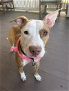 adoptable Dog in , NC named Dream