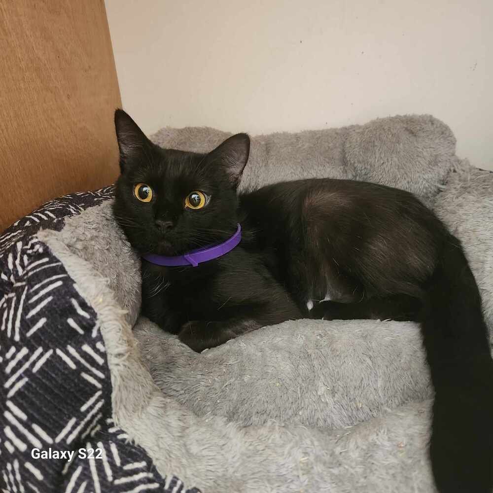 adoptable Cat in Candler, NC named Octavia