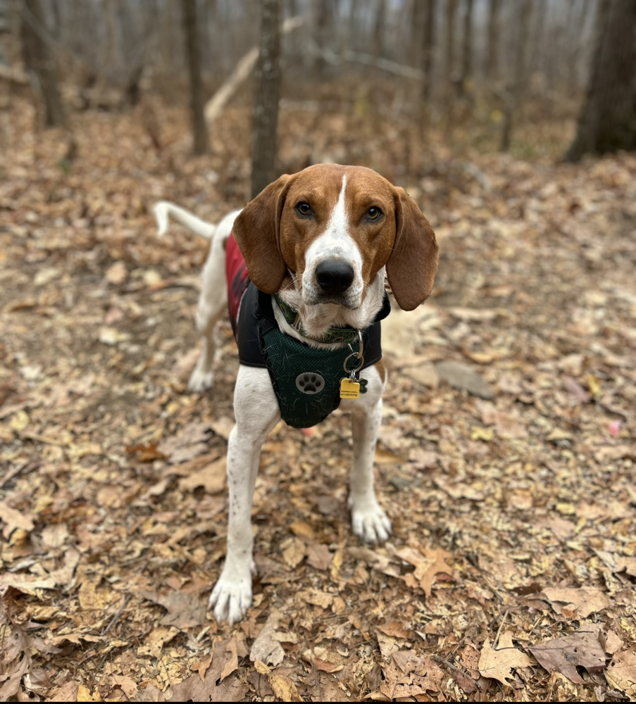 adoptable Dog in Candler, NC named Boone