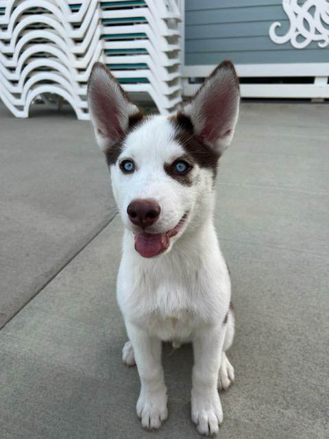 Dog for Adoption - Maddox, a Husky in Franklin, NC | Alpha Paw