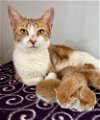 adoptable Cat in candler, NC named Ma Mary
