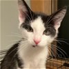 adoptable Cat in candler, NC named Cronesbill