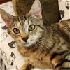 adoptable Cat in candler, NC named Eden