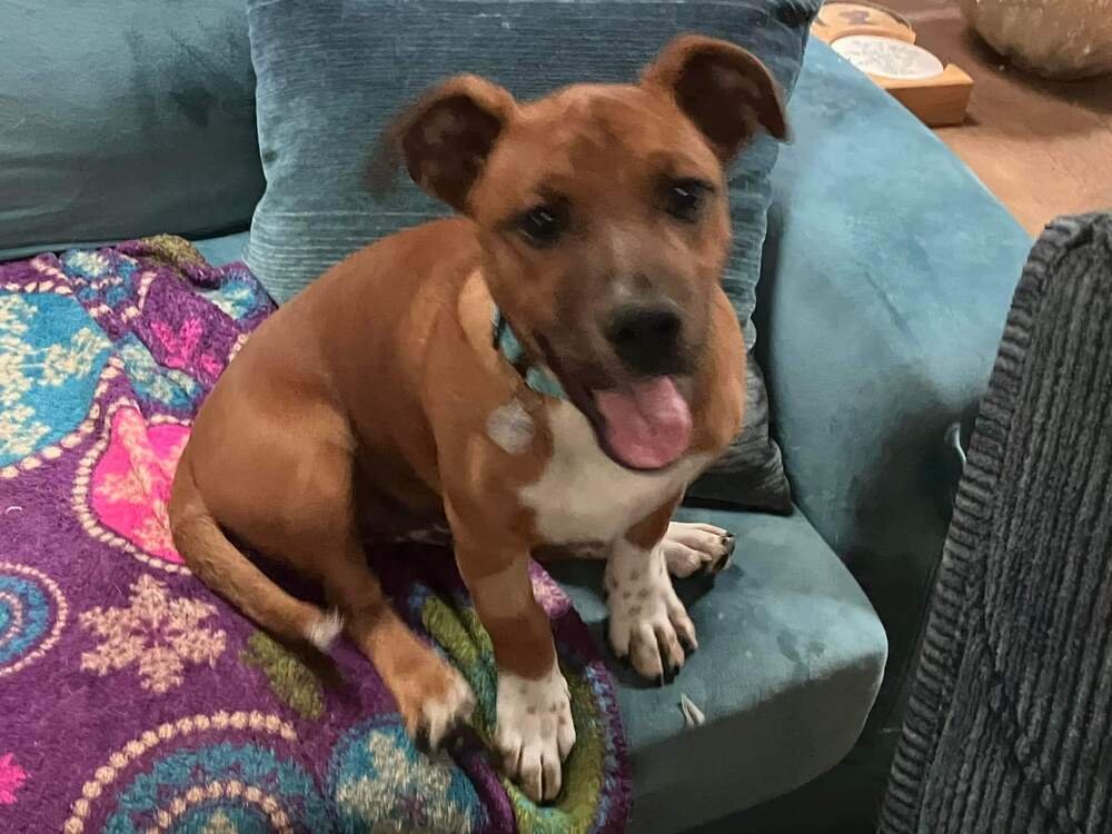 adoptable Dog in Candler, NC named Oscar Meyer
