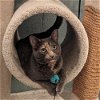 adoptable Cat in candler, NC named Cassie
