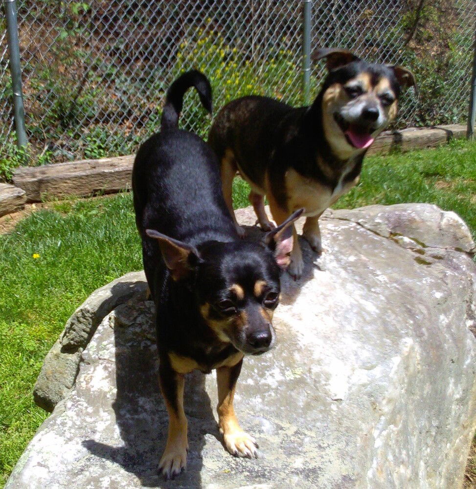 adoptable Dog in Candler, NC named Chubbs and Kizzie