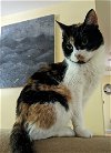 adoptable Cat in  named zz-Callie